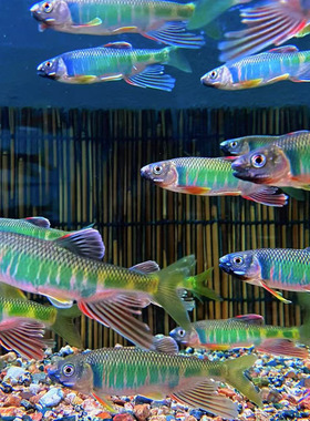 宽鳍鱲冷水马口长鳍鱲鱼桃花鱼发色溪哥淡水观赏鱼耐养