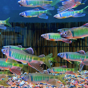 宽鳍鱲冷水马口长鳍鱲鱼桃花鱼发色溪哥淡水观赏鱼耐养