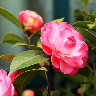 三赛白天鹅茶花熊谷黑龙雅子黄绣球进口名贵十大品种稀有茶花盆栽