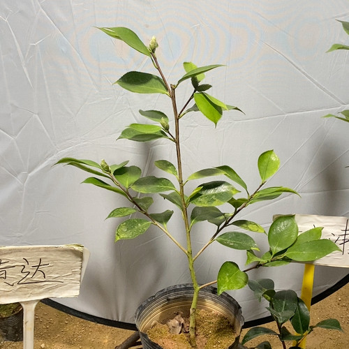 8883赛牡丹带花苞高53送小苗一棵