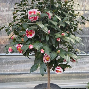 友之浦茶花盆栽玉之浦山茶花太阳花日系茶花墨川茶花超级墨川茶花