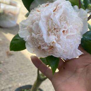 黄达茶花黄色稀有名贵品种戴氏之歌福建龙岩茶品种山茶花盆栽花卉