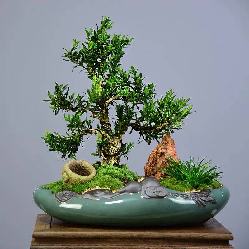 小叶皱皮雀舌黄杨树苗盆景龙鳞珍珠溪柳客厅花卉庭院盆栽开花结果