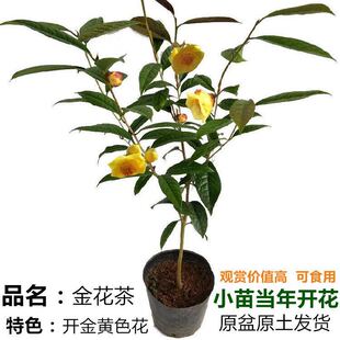 黄遵防城凹脉四季金花茶名贵原生树苗庭院绿植盆栽嫁接茶花带花苞