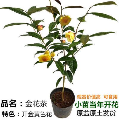 名贵绿植盆栽庭院金花茶四季