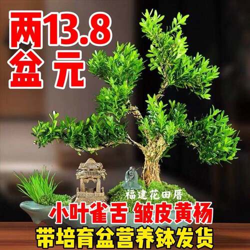 黄杨盆景雀舌皱皮冬季庭院增值