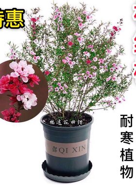 耐寒进口澳洲树苗多色松红梅包邮
