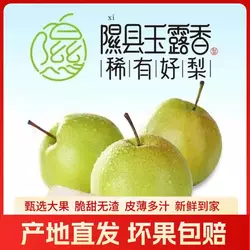 山西隰县梨玉露香梨大果特产梨子脆甜多汁8/10斤新鲜水果整箱包邮