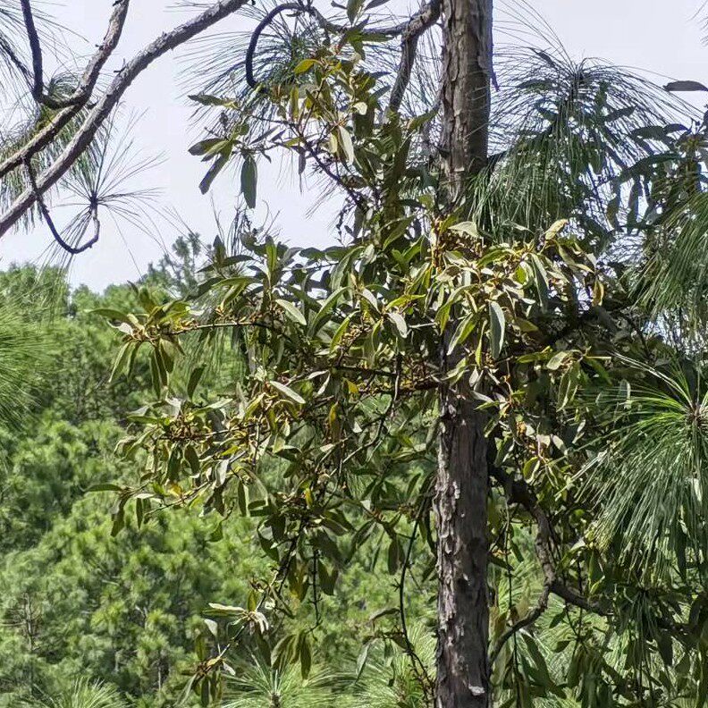 山区农村松树寄生草寄生茶云南松马尾松寄生草下单现采