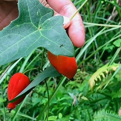 新鲜马瓜根老鼠拉冬瓜土白蔹马交儿老鼠瓜老鼠拉冬瓜茅瓜根鲜货