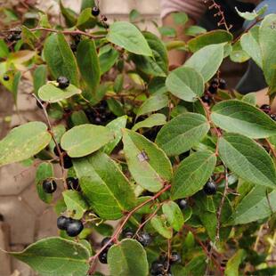 云南透骨香中药材滇白珠透骨草全株满山香搜山虎泡土叶卤料香料