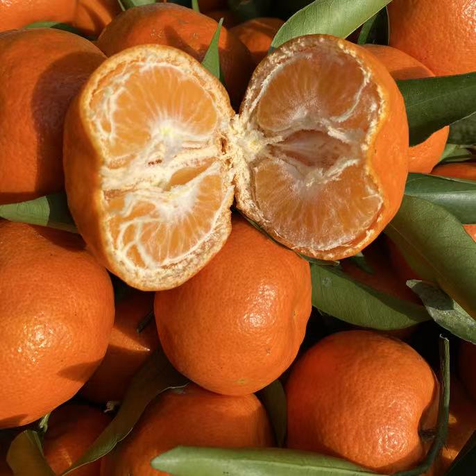 四川红橘新鲜当季水果橘子万州古红桔大红袍薄皮酸甜水果陈皮