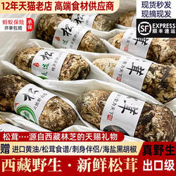 西藏林芝新鲜松茸野生出口级不开伞鲜菌菇非香格里拉官方旗舰店