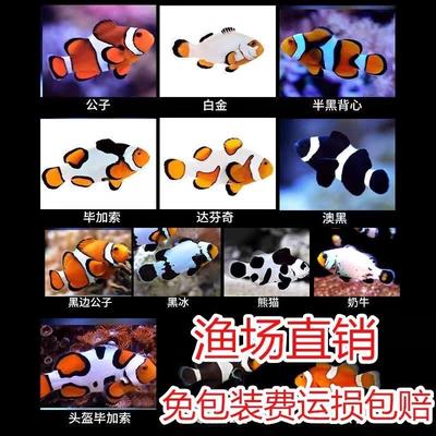 海水观赏鱼人工公子小丑鱼活鱼澳洲黑公子奥黑尼莫毕加索达芬奇