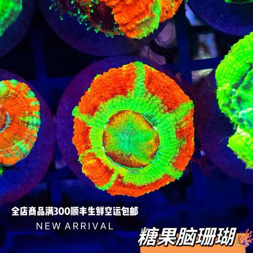 菊石脑珊瑚糖果猫眼脑甜筒脑脑人工繁殖软体海缸海水印尼