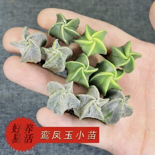 二十颗鸾凤玉仙人球组合盆栽 实生小苗套餐 银砂四角五角琉璃开花