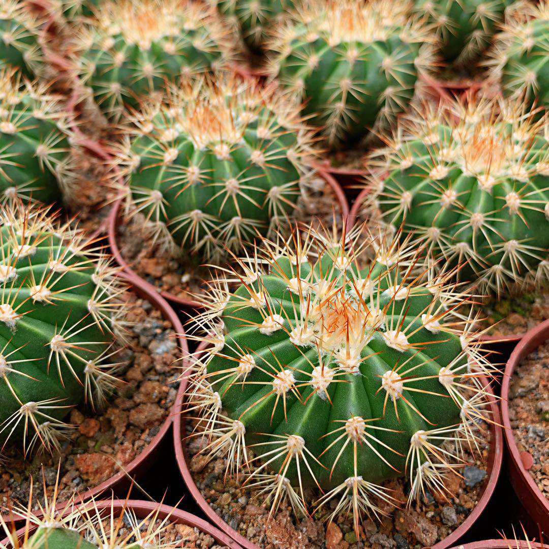 实生黄金云 仙人球强刺属开花室内办公室防辐射多肉植物组合盆栽