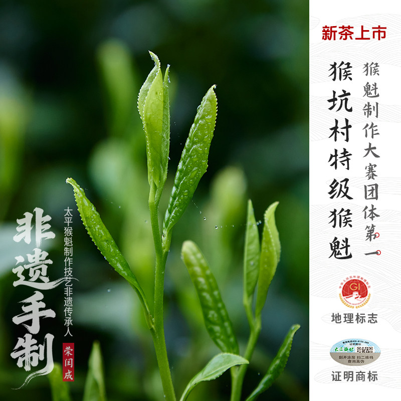 2026新茶上市猴坑村开园二采猴魁
