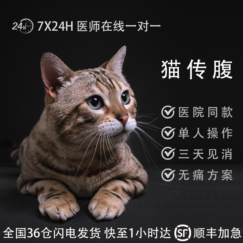 猫传腹干性湿性肠炎猫传染性腹膜炎发烧无力消腹水fipv传腹治疗药