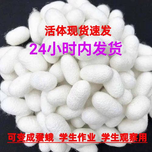 可孵化蚕茧三年级科学课蚕蛾