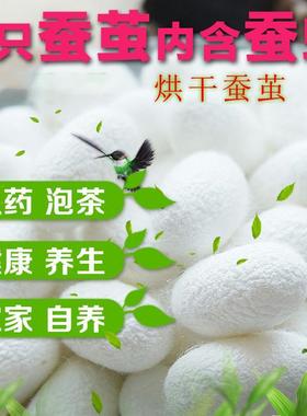 烘干完整带蚕蛹桑蚕茧抽丝手工蚕茧壳白色可变蛾蚕蛾三年级蚕茧壳