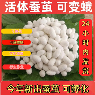活体蚕蛹可孵化桑蚕茧鲜活完整蚕茧壳活体蚕三年级科学课蚕茧现货