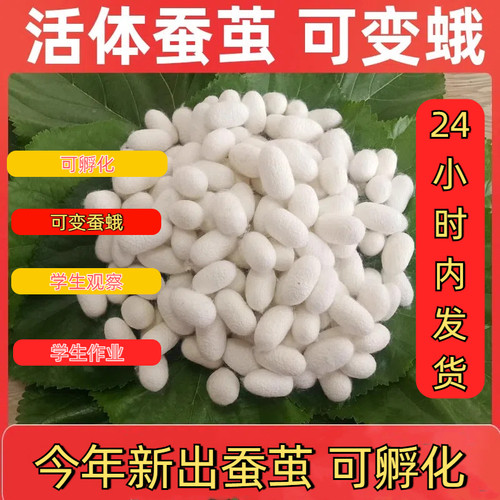 活体蚕蛹可孵化桑蚕茧