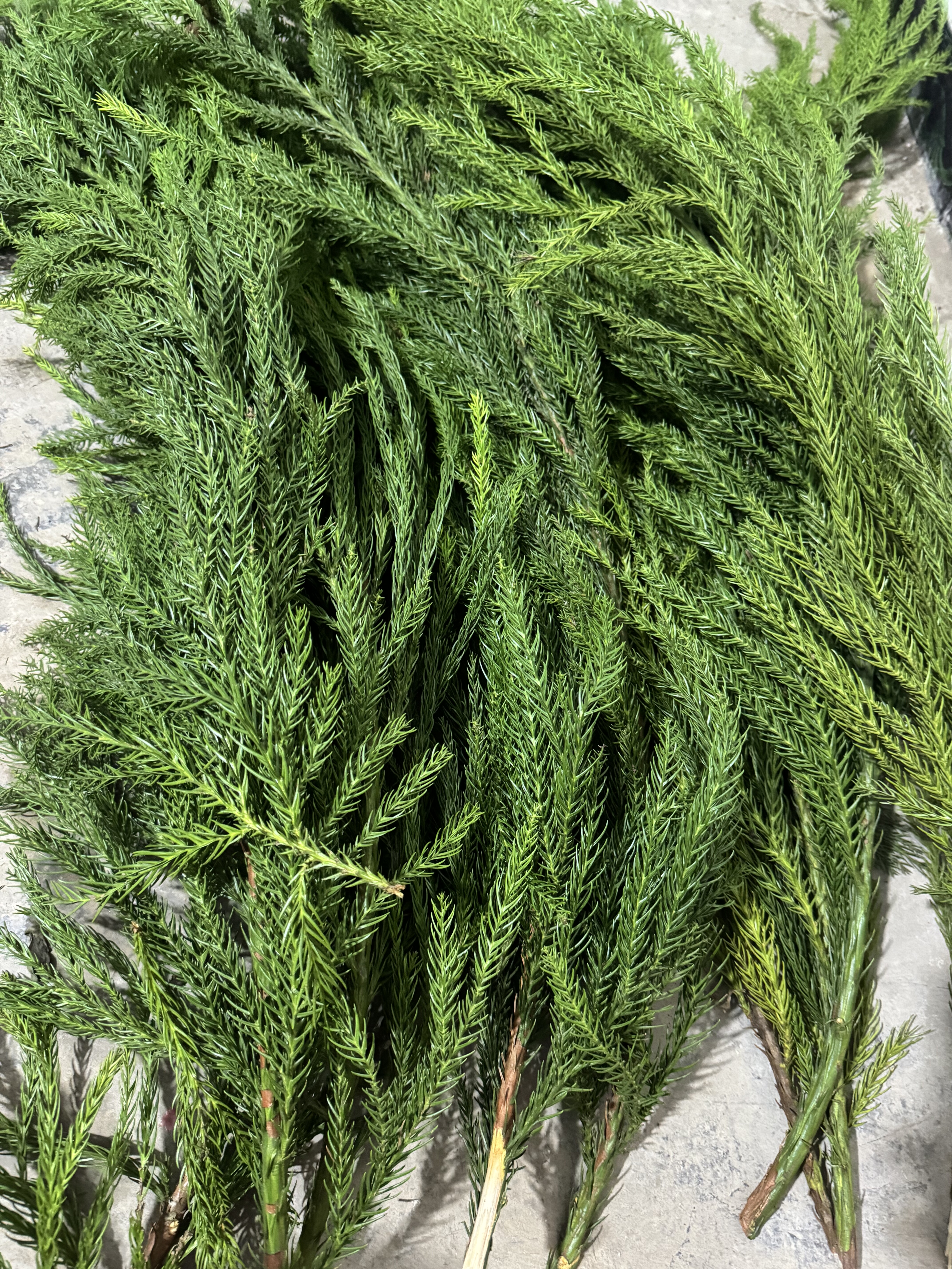 新鲜枝条9.5斤/袋，淡淡清香。