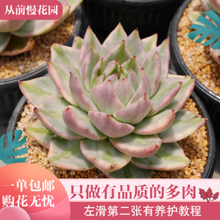 075 从前慢花园东云系多肉植物 思密达锦