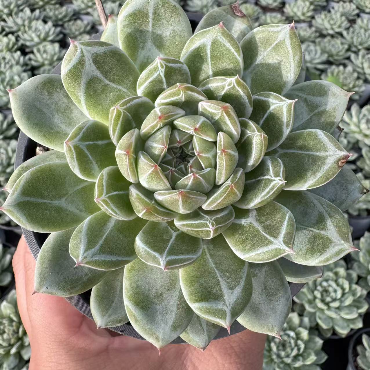 076-雪花珍妮-从前慢花园东云系多肉植物