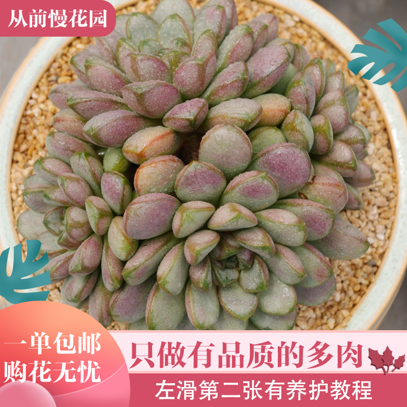 040-葡萄-从前慢花园东云系多肉植物