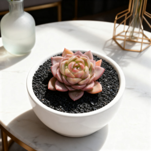 0145-明朗珍妮-从前慢花园东云系多肉植物