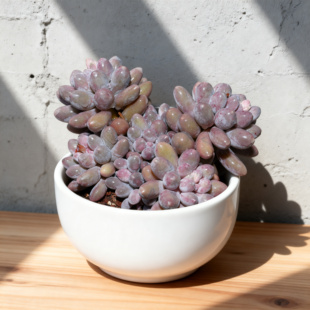 0140-汤圆-从前慢花园东云系多肉植物