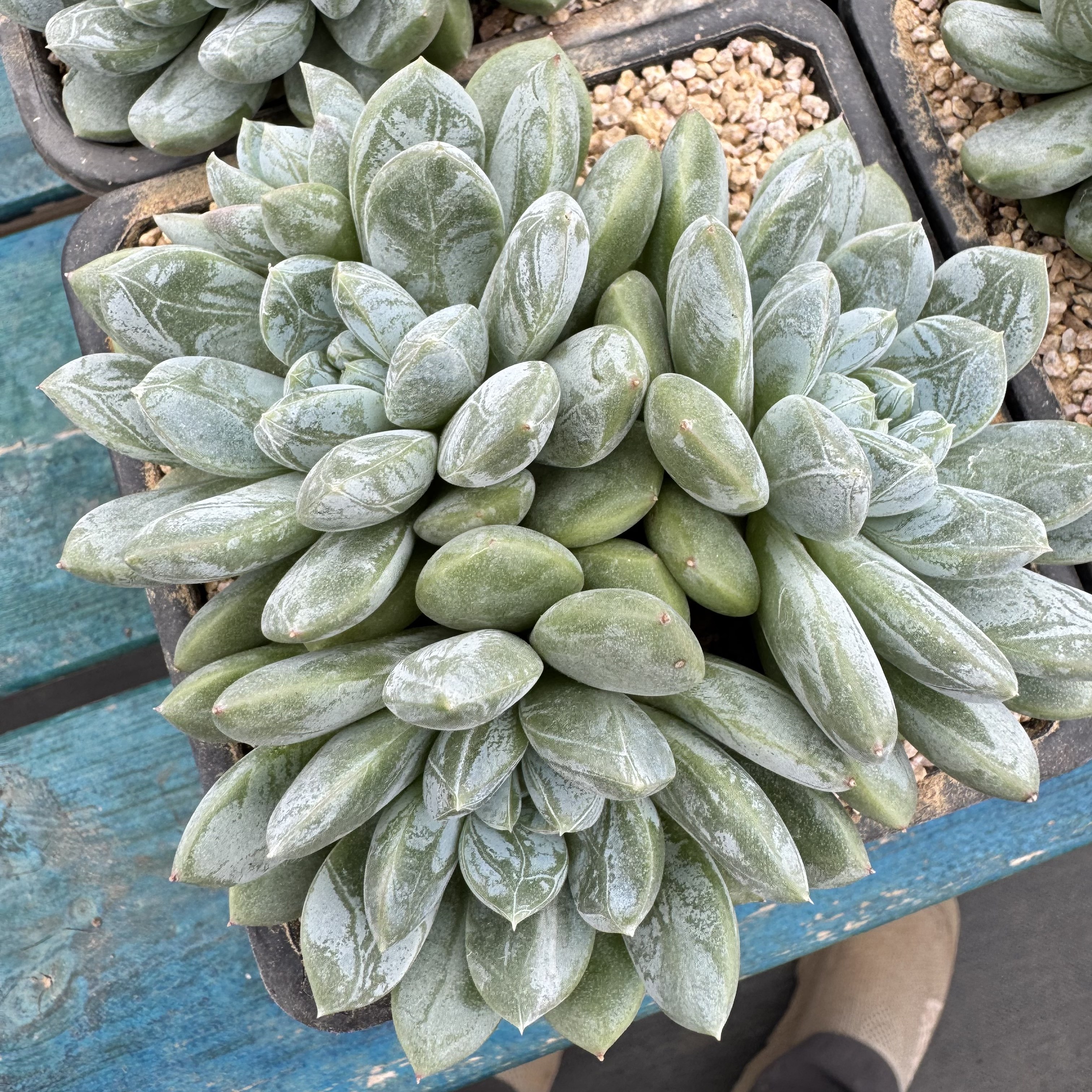 0107-百达翡翠（短叶款）-从前慢花园东云系多肉植物