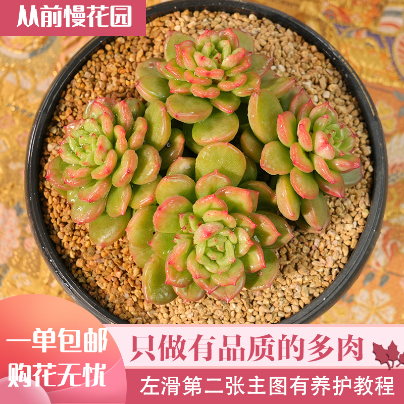 045-苹果花-从前慢花园东云系多肉植物