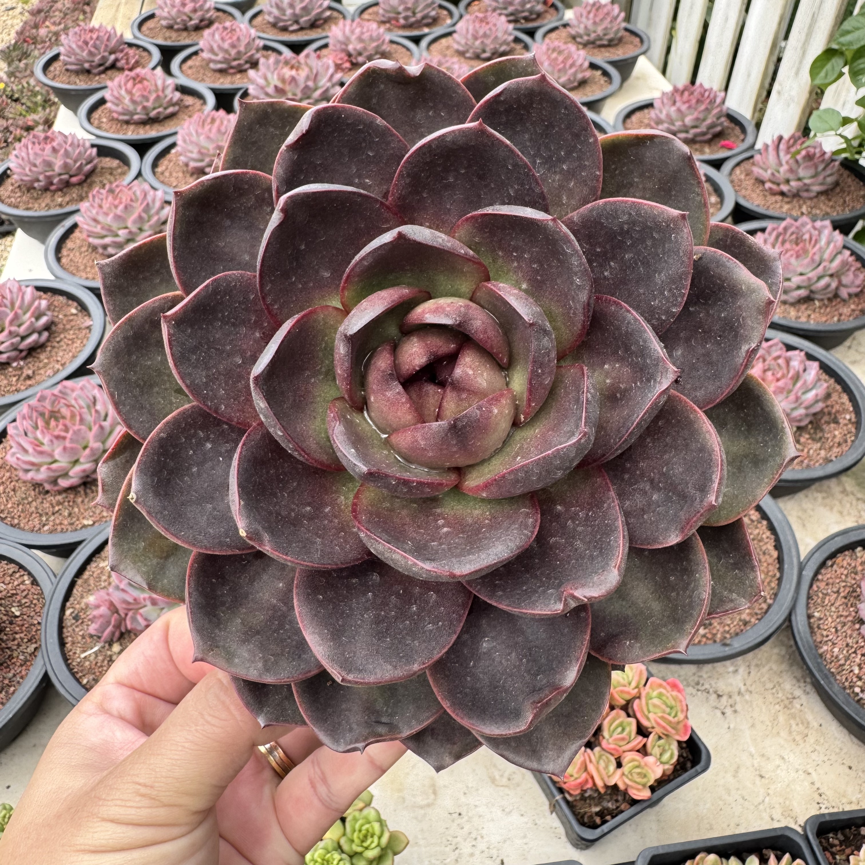 0108-红玫瑰 （超大款）-从前慢花园东云系多肉植物