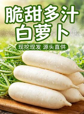 湖北白萝卜现挖脆甜生吃包邮