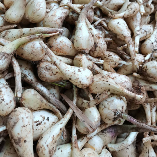 新上市藠头新鲜湖南邵阳带叶小荞头 现挖 小茭头 剪叶剪根 茭头