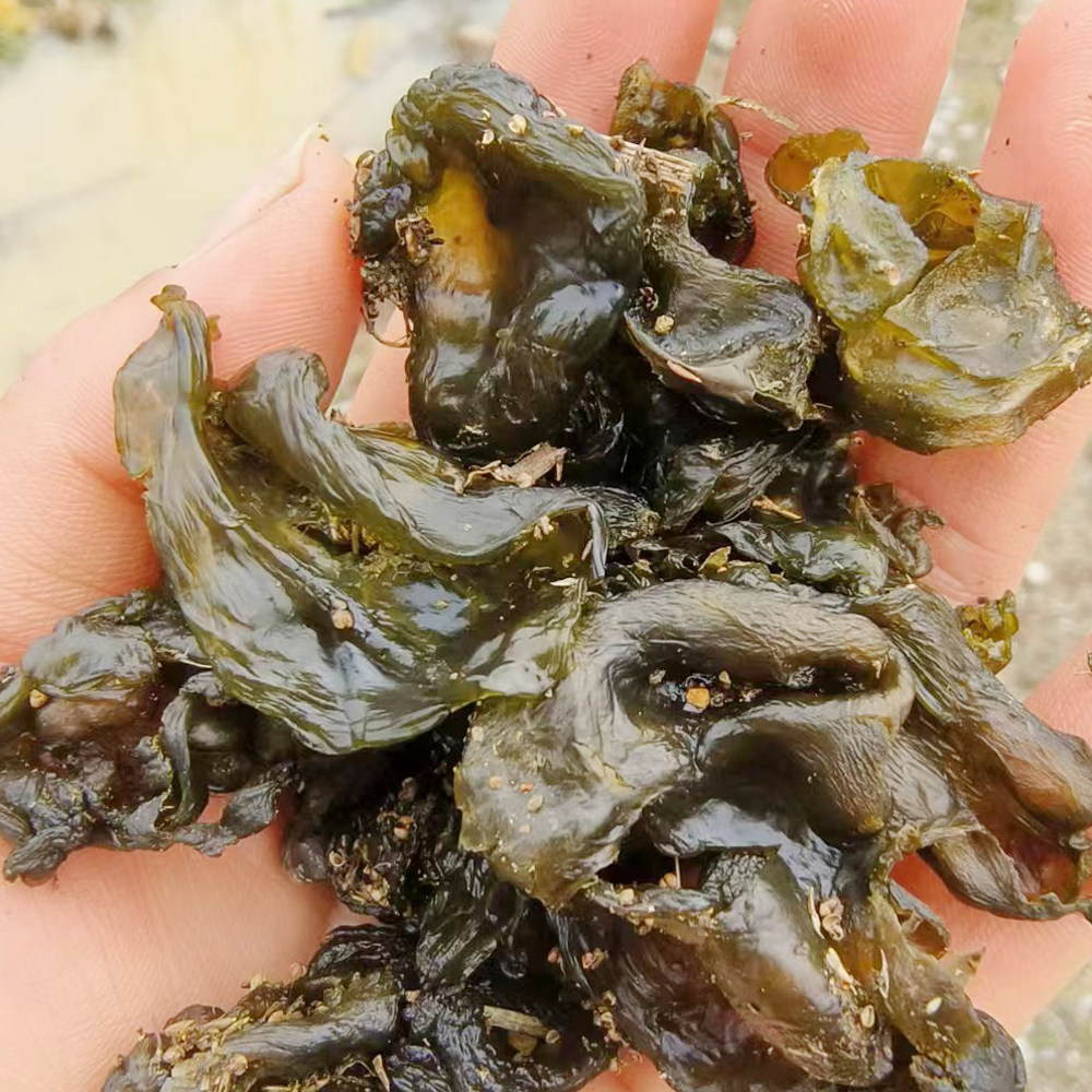 新鲜地皮菜湖南野生湿地达菜姑地衣地软雷公菌  洗了发出