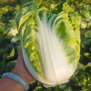 农家新鲜蔬菜白菜 大白菜 新鲜大白菜 农家自种 露天白菜5斤
