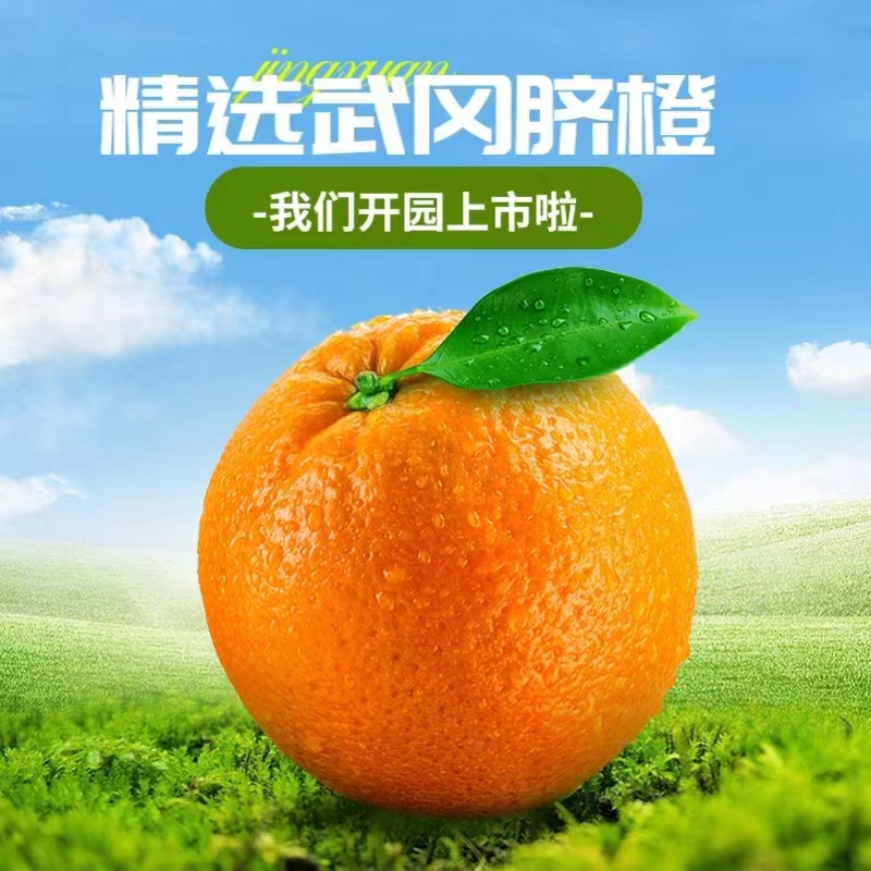 武冈脐橙新鲜水果现摘现发