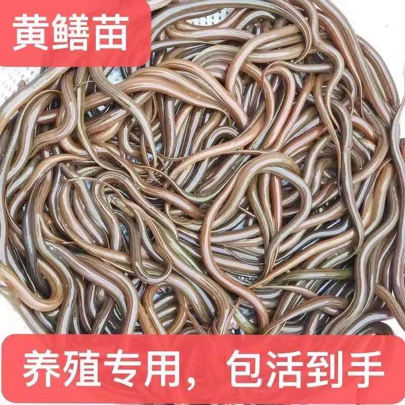 养殖场供黄鳝鱼苗黄鳝苗小长鱼鳝鱼苗小黄膳活体发货良种淡水保活