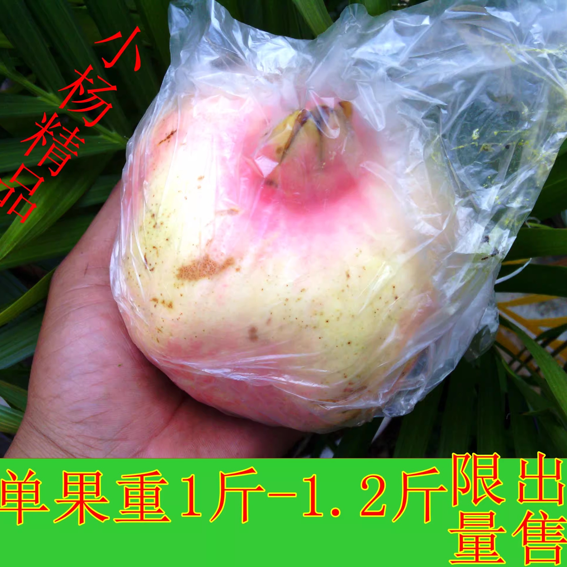 特大果老品种蒙自甜石榴9斤装