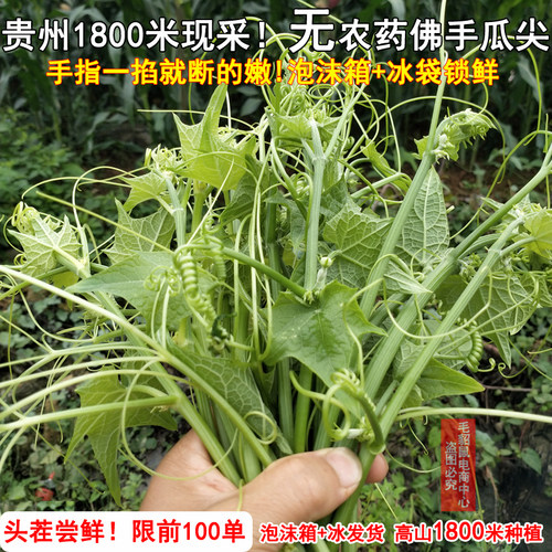 贵州佛手瓜尖专吃佛手瓜尖龙须菜农家自种新鲜洋瓜尖伏儿瓜尖现摘