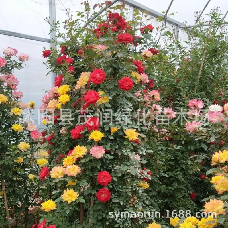 藤本月季爬藤月季龙沙宝石自由精神紫袍玉带大游行藤