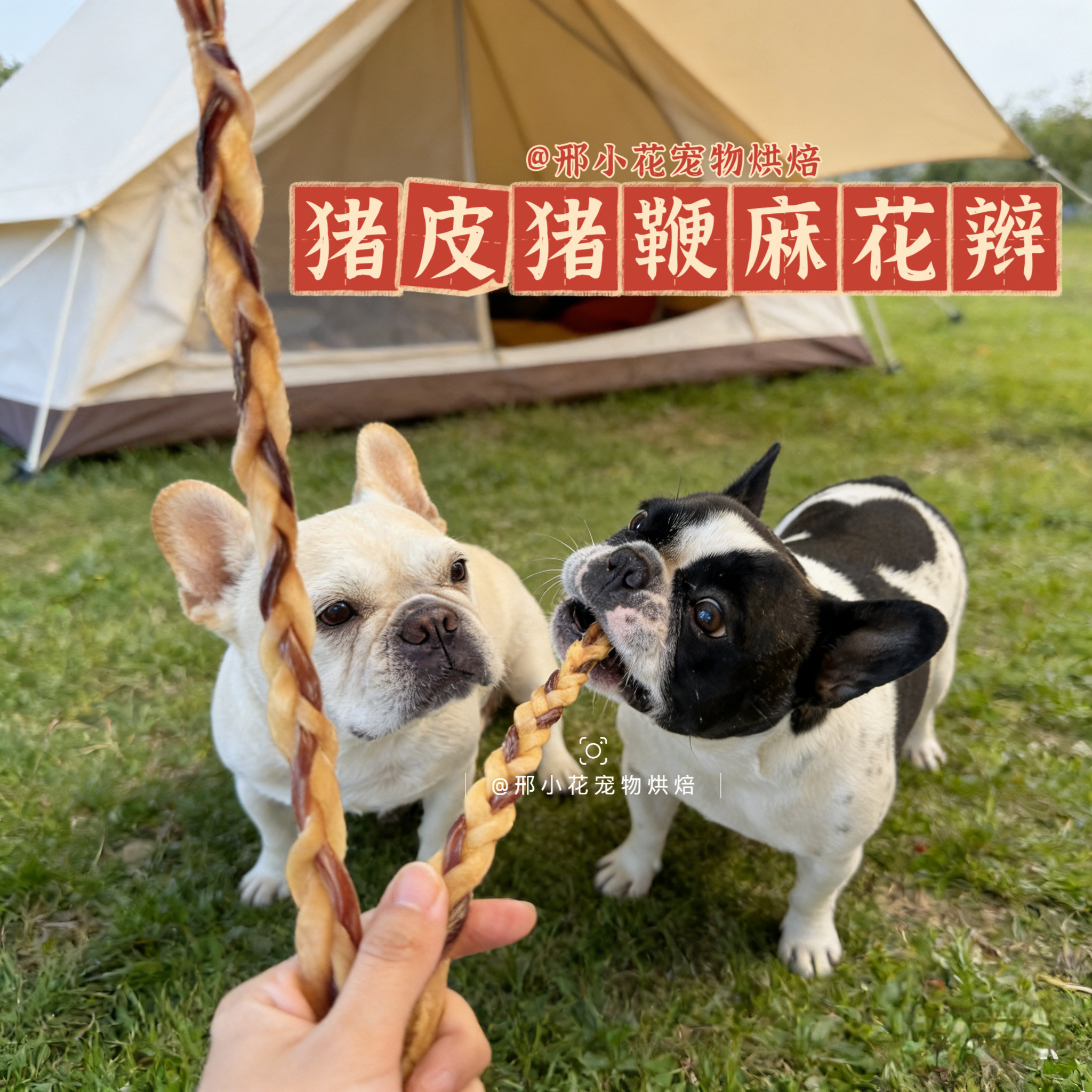 狗狗磨牙猪皮猪鞭双拼麻花辫零食日常消耗时间奖励