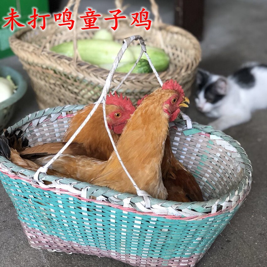 老妈自养土鸡 本鸡 小仔鸡 未打鸣仔鸡 童子鸡