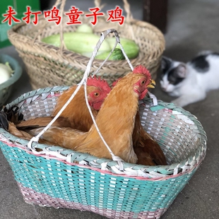 老妈自养土鸡 本鸡 小仔鸡 未打鸣仔鸡 童子鸡