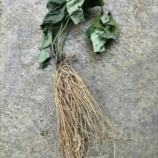 正宗高山细辛农家自晒干土细辛中药材野生新鲜晒干细辛香料细辛苗