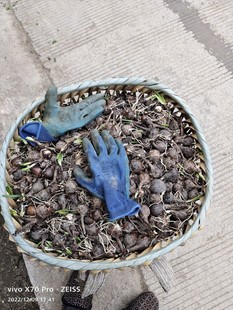 贵州野生石蒜中药材老鸦蒜根球幽灵彼岸花现挖新鲜石蒜特石蒜野生